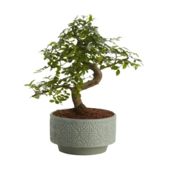 Bonsai In 15cm Grey Ceramic Decorative Pot