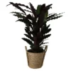 Calathea Wavestar In 19cm Natural Cattail & Plastic Decorative Pot