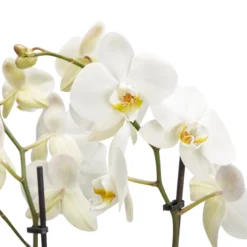 Double Stem Moth Orchid In 12cm Clear Plastic Grow Pot -Garden Seed Store double stem moth orchid in 12cm clear plastic grow pot3663602462873 36c bq scaled