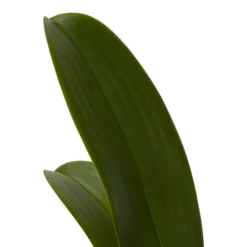 Double Stem Orchid In 12cm Assorted Ceramic Decorative Pot -Garden Seed Store double stem orchid in 12cm assorted ceramic decorative pot3663602462934 21c scaled