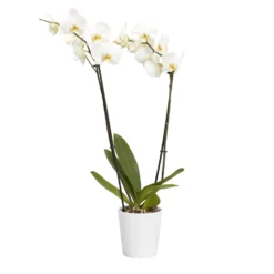 Double Stem Orchid In 12cm Assorted Ceramic Decorative Pot -Garden Seed Store double stem orchid in 12cm assorted ceramic decorative pot3663602462934 22c bq scaled