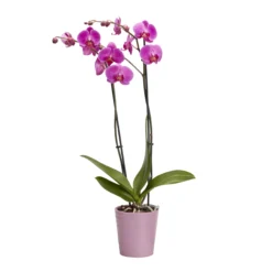 Double Stem Orchid In 12cm Assorted Ceramic Decorative Pot -Garden Seed Store double stem orchid in 12cm assorted ceramic decorative pot3663602462934 23c bq scaled