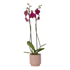 Double Stem Orchid In 12cm Assorted Ceramic Decorative Pot -Garden Seed Store double stem orchid in 12cm assorted ceramic decorative pot3663602462934 36c scaled