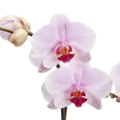 Double Stem Orchid In 12cm Assorted Ceramic Decorative Pot -Garden Seed Store double stem orchid in 12cm assorted ceramic decorative pot3663602462934 36c bq scaled