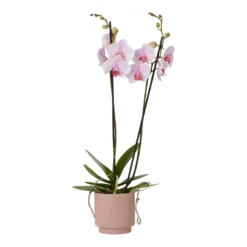 Double Stem Orchid In 12cm Assorted Ceramic Decorative Pot -Garden Seed Store double stem orchid in 12cm assorted ceramic decorative pot3663602462934 37c scaled