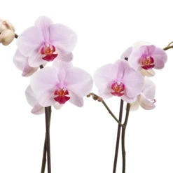 Double Stem Orchid In 12cm Assorted Ceramic Decorative Pot -Garden Seed Store double stem orchid in 12cm assorted ceramic decorative pot3663602462934 37c bq scaled