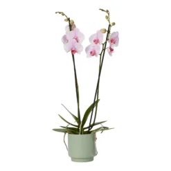 Double Stem Orchid In 12cm Assorted Ceramic Decorative Pot -Garden Seed Store double stem orchid in 12cm assorted ceramic decorative pot3663602462934 38c scaled