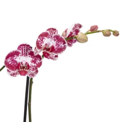 Double Stem Orchid In 12cm Assorted Ceramic Decorative Pot -Garden Seed Store double stem orchid in 12cm assorted ceramic decorative pot3663602462934 38c bq scaled