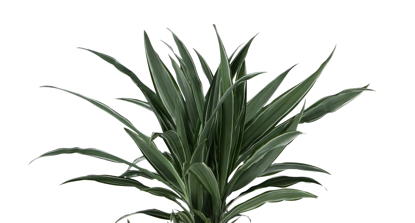 Dracaena Tree In 24cm Terracotta Plastic Grow Pot 2 Dracaena Tree In 24cm Terracotta Plastic Grow Pot - Image 2