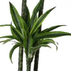 Dracaena Tree In 24cm Terracotta Plastic Grow Pot 6 Dracaena Tree In 24cm Terracotta Plastic Grow Pot -Garden Seed Store dracaena tree in 24cm terracotta plastic grow pot5059340127040 37c