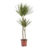 Dragon Tree In 19cm Terracotta Plastic Grow Pot