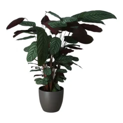 Dragon Tree In 24cm Assorted Ceramic Decorative Pot -Garden Seed Store dragon tree in 24cm assorted ceramic decorative pot5059340827858 22c scaled