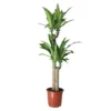 Golden Dragon Tree In 24cm Terracotta Plastic Grow Pot