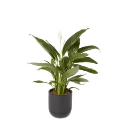 GoodHome Black Terracotta Circular Plant Pot (Dia)20.4cm -Garden Seed Store goodhome black terracotta circular plant pot dia 20 4cm3663602441281 21c scaled