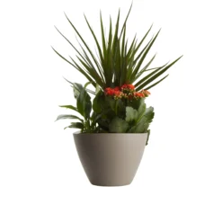 Houseplant Arrangement In 17cm Assorted Ceramic Pot -Garden Seed Store houseplant arrangement in 17cm assorted ceramic pot3663602497318 22c bq scaled