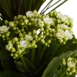 Houseplant Arrangement In 17cm Assorted Ceramic Pot -Garden Seed Store houseplant arrangement in 17cm assorted ceramic pot3663602497318 36c bq scaled