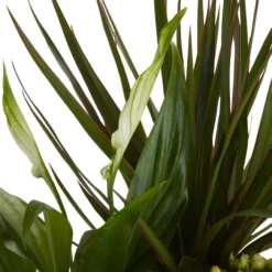 Houseplant Arrangement In 17cm Assorted Ceramic Pot -Garden Seed Store houseplant arrangement in 17cm assorted ceramic pot3663602497318 37c bq scaled