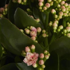 Houseplant Arrangement In 17cm Assorted Ceramic Pot -Garden Seed Store houseplant arrangement in 17cm assorted ceramic pot3663602497318 38c bq scaled