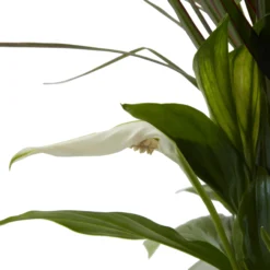 Houseplant Arrangement In 17cm Assorted Ceramic Pot -Garden Seed Store houseplant arrangement in 17cm assorted ceramic pot3663602497318 39c bq scaled