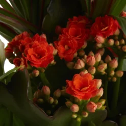 Houseplant Arrangement In 17cm Assorted Ceramic Pot -Garden Seed Store houseplant arrangement in 17cm assorted ceramic pot3663602497318 40c bq scaled