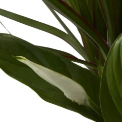 Houseplant Arrangement In 17cm Assorted Ceramic Pot -Garden Seed Store houseplant arrangement in 17cm assorted ceramic pot3663602497318 41c bq scaled