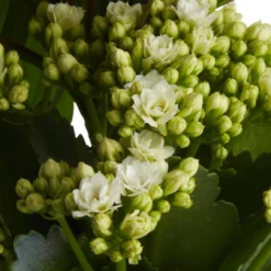 Houseplant Arrangement In 17cm Assorted Ceramic Pot -Garden Seed Store houseplant arrangement in 17cm assorted ceramic pot3663602497318 42c bq scaled