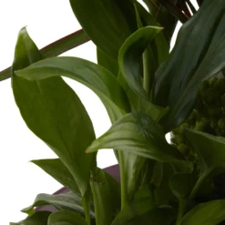 Houseplant Arrangement In 17cm Assorted Ceramic Pot -Garden Seed Store houseplant arrangement in 17cm assorted ceramic pot3663602497318 43c bq scaled