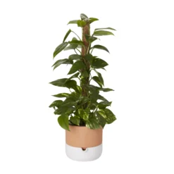 Ivy In 19cm Black Plastic Grow Pot -Garden Seed Store ivy in 19cm black plastic grow pot3663602462491 22c scaled