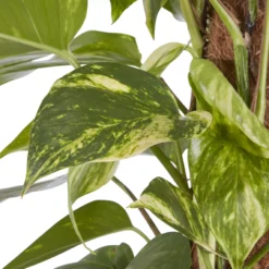 Kentia Palm In 19cm Terracotta Plastic Grow Pot -Garden Seed Store kentia palm in 19cm terracotta plastic grow pot3663602462484 36c scaled