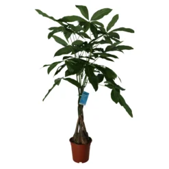 Mexican Fortune Tree In 19cm Terracotta Plastic Grow Pot