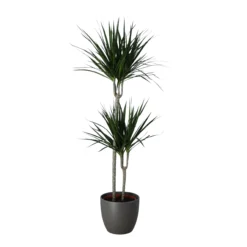 Never Plant In 24cm Assorted Ceramic Decorative Pot -Garden Seed Store never plant in 24cm assorted ceramic decorative pot5059340827834 22c scaled