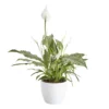 Peace Lily In 14cm White Ceramic Grow Pot