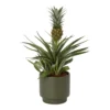 Pineapple Plant In 13.5cm Assorted Ceramic Decorative Pot