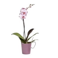 Single Stem Orchid In 12cm Assorted Ceramic Decorative Pot -Garden Seed Store single stem orchid in 12cm assorted ceramic decorative pot3663602462941 22c bq scaled