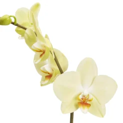 Single Stem Orchid In 12cm Assorted Ceramic Decorative Pot -Garden Seed Store single stem orchid in 12cm assorted ceramic decorative pot3663602462941 36c bq scaled