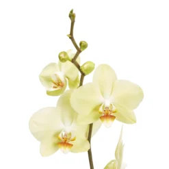 Single Stem Orchid In 12cm Assorted Ceramic Decorative Pot -Garden Seed Store single stem orchid in 12cm assorted ceramic decorative pot3663602462941 37c bq scaled