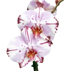 Single Stem Orchid In 12cm Assorted Ceramic Decorative Pot -Garden Seed Store single stem orchid in 12cm assorted ceramic decorative pot3663602462941 42c bq scaled