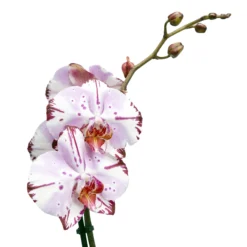 Single Stem Orchid In 12cm Assorted Ceramic Decorative Pot -Garden Seed Store single stem orchid in 12cm assorted ceramic decorative pot3663602462941 43c bq scaled