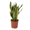 Snake Plant In 14cm Terracotta Plastic Grow Pot
