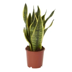 Snake Plant In 14cm Terracotta Plastic Grow Pot
