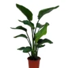 Strelitzia In 21cm Terracotta Plastic Grow Pot