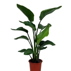 Strelitzia In 21cm Terracotta Plastic Grow Pot
