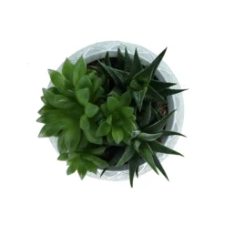 Garden Seed Store 16 Garden Seed Store -Garden Seed Store succulent in 14cm assorted ceramic decorative pot3663602463368 38c bq scaled