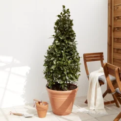 Verve Piave Terracotta Polypropylene (PP) Round Plant Pot (Dia)45cm 5 Verve Piave Terracotta Polypropylene (PP) Round Plant Pot (Dia)45cm -Garden Seed Store verve piave terracotta polypropylene pp round plant pot dia 45cm5059340327822 01i scaled