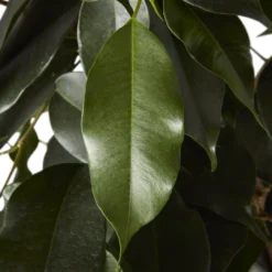 Garden Seed Store 13 Garden Seed Store -Garden Seed Store weeping fig in 21cm black plastic grow pot3663602462606 36c bq scaled