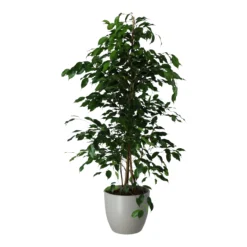 Garden Seed Store 11 Garden Seed Store -Garden Seed Store weeping fig in 24cm assorted ceramic decorative pot5059340832661 21c scaled