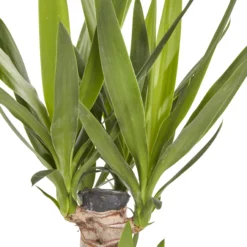 Garden Seed Store 9 Garden Seed Store -Garden Seed Store yucca in 19cm terracotta plastic grow pot3663602463719 36c bq scaled