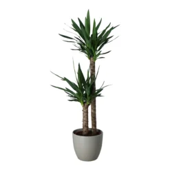 Garden Seed Store 7 Garden Seed Store -Garden Seed Store yucca in 24cm assorted ceramic decorative pot5059340832647 21c scaled