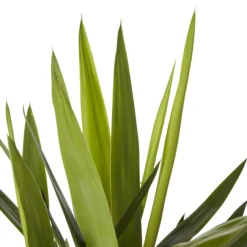 Garden Seed Store 5 Garden Seed Store -Garden Seed Store yucca in 24cm terracotta plastic grow pot3663602462392 36c bq scaled